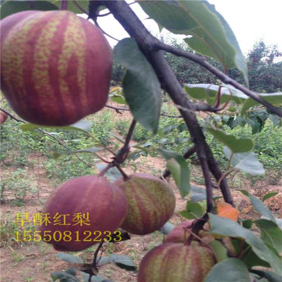 红梨苗 早酥红梨苗 中华全红梨 新梨七号梨苗