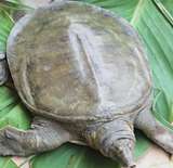【河洲甲鱼】洞庭湖野生甲鱼|野外生态放养3年鳖