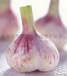 脱毒大蒜种子批发价格