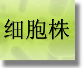 Hela人宫颈癌细胞