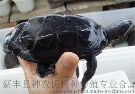 乌龟种 墨龟 野生草龟种 7至10年产蛋稳定【背甲10～25】