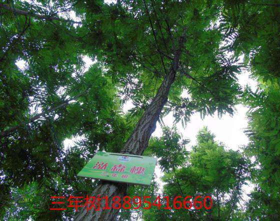 河北石家庄矿山修复种什么树种