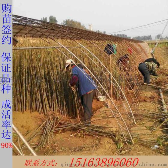 山东红油香椿苗批发 纯正红油香椿 大棚种植出芽快产量高