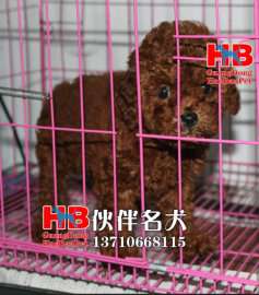 广州（白云区）哪里有卖贵宾犬 纯种贵宾犬多少钱一只