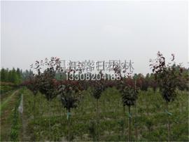 高杆红叶李，四川高杆红叶李，成都高杆红叶李种植基地