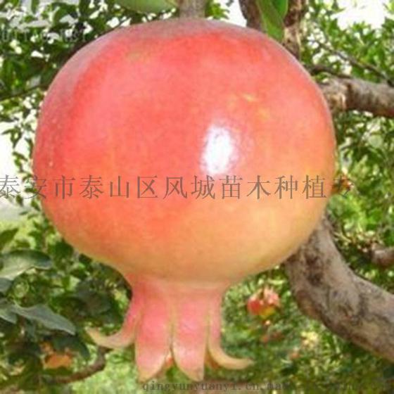 北方石榴苗供应 大红袍石榴苗多少钱一棵