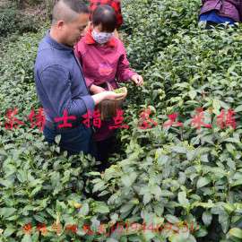 信阳毛尖茶叶二采