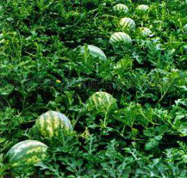 陕西大荔西瓜产地批发价格
