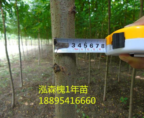山西高平的土壤能适合种什么树