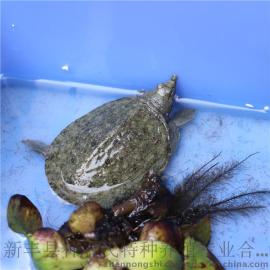 鳖苗 中华甲鱼苗 外塘养殖小甲鱼苗批发【30克重】