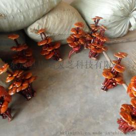 活体灵芝盆景怎么养  泰山赤灵芝厂家